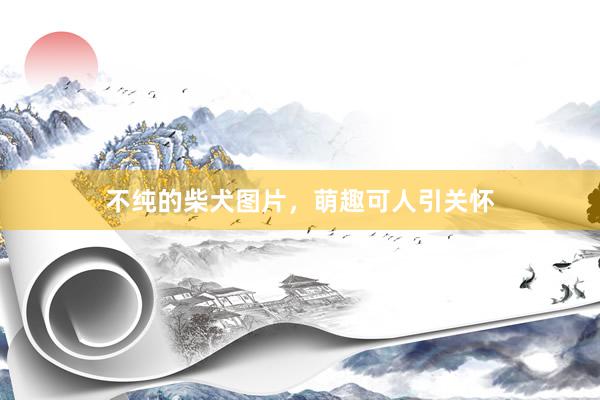不纯的柴犬图片，萌趣可人引关怀